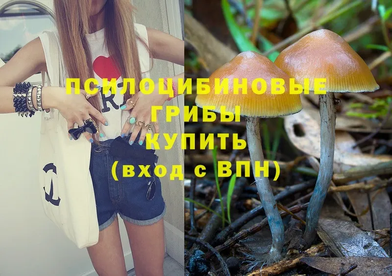 сколько стоит  Калач-на-Дону  Псилоцибиновые грибы Psilocybine cubensis 